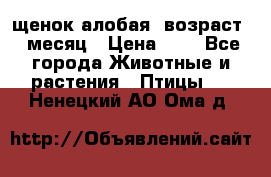 щенок алобая .возраст 1 месяц › Цена ­ 7 - Все города Животные и растения » Птицы   . Ненецкий АО,Ома д.